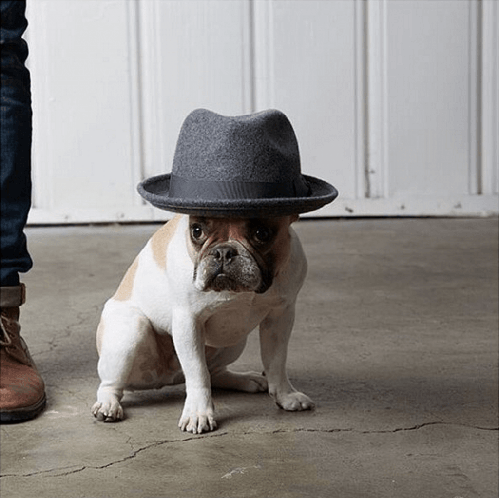Shop Ladies and Gents Goorin Bros Dog Hat