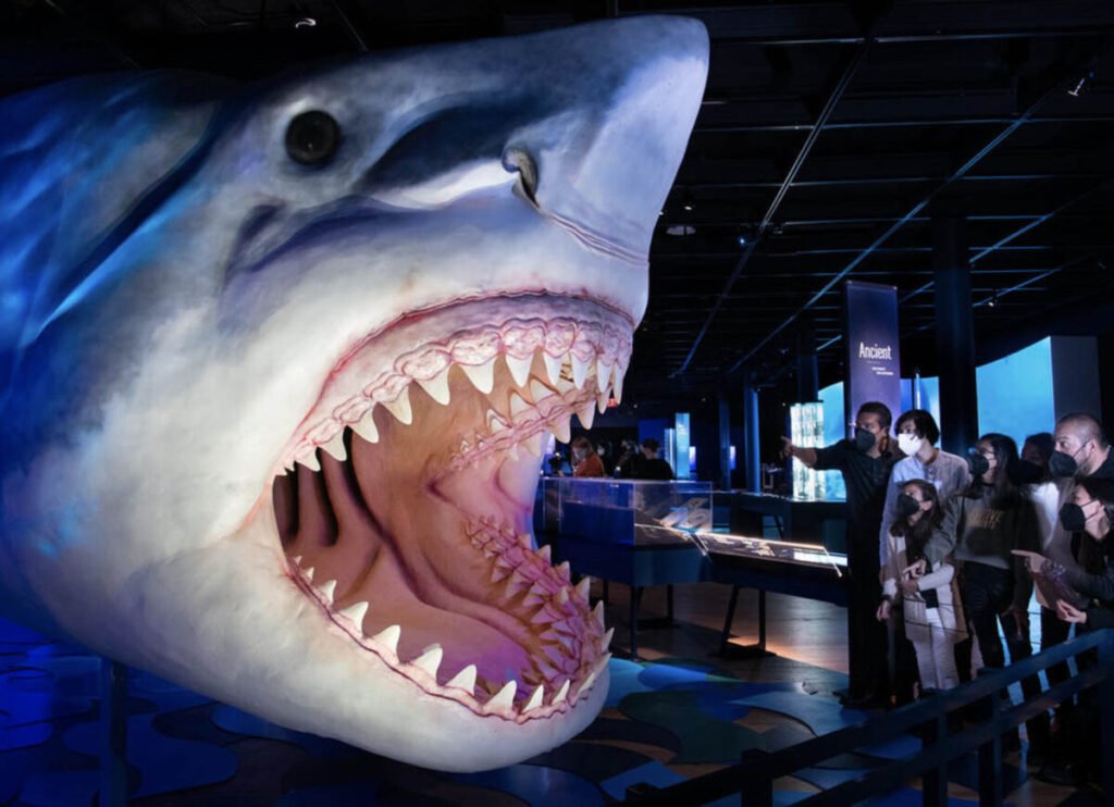 Shark Exhibition AMNH New York Behind The Scenes NYC